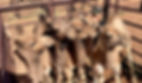 Australian camels import export