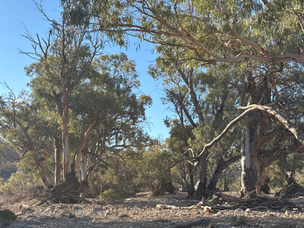 Bushwalk with Camels Flinders Ranges