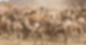 CAMEL SALES & EXPORT.JPG