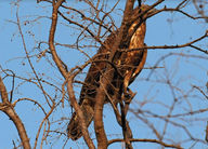 Ranthambore Tiger Reserve.