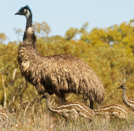 Emu Flinders Ranges.jpg