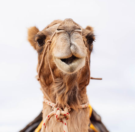 Bindu Camel.jpg