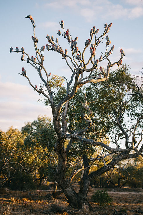 Camel-Treks-Australia-Secondary-School-Camps-Outdoor-Education
