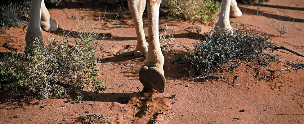 Camel Treks Australia Safari riding bushwalking holiday tour eco tourism outback.JPG