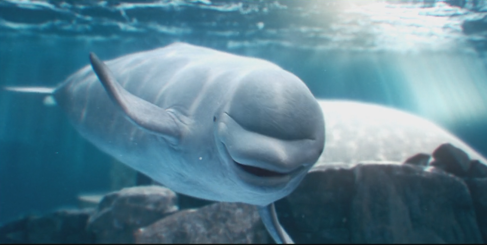 oceanografico