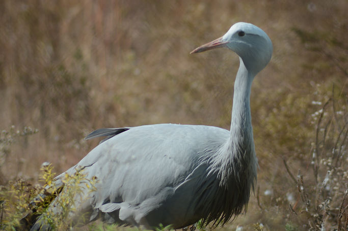 Blue Crane.JPG