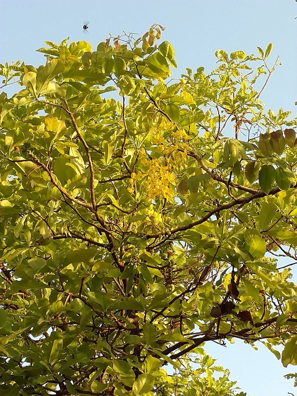 The lone Laburnum bloom with a bumblebee hovering around it