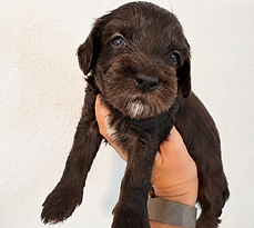 Available Australian labradoodle puppy near los angeles