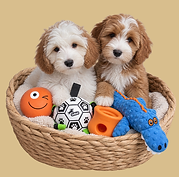 two Australian labradoodles in a basket with toys