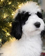 Screen Shot 2026-01-03 at 3.05.45 PM.png