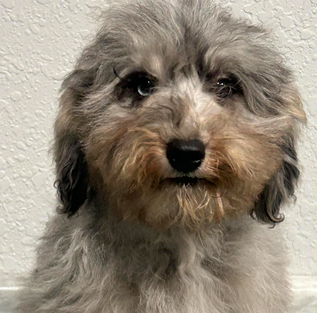 Screen Shot 2025-12-13 at 5.07.52 PM.png