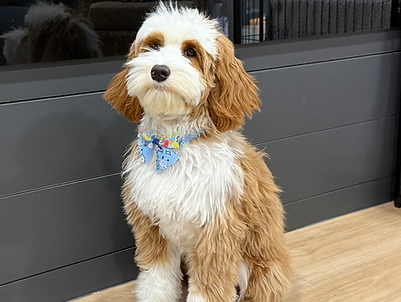 Young Australian Labradoodle