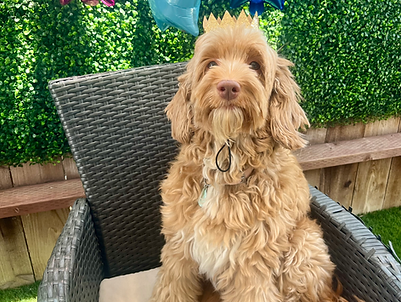 Adult Australian Labradoodle in a crown