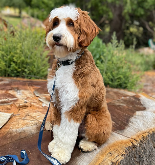 best goldendoodle breeder california