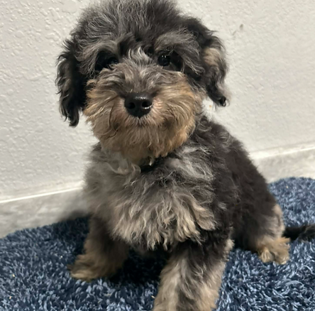 Screen Shot 2025-12-13 at 5.07.32 PM.png