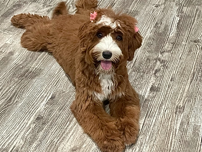 Adult Australian Labradoodle