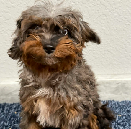 Screen Shot 2025-12-13 at 4.49.52 PM.png