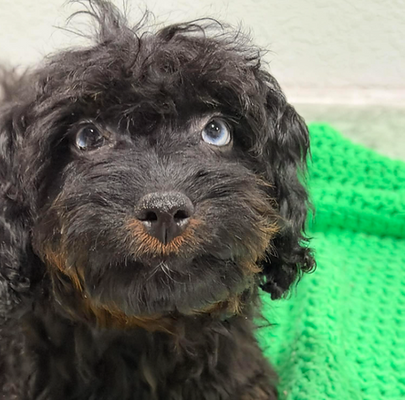 Screen Shot 2025-12-13 at 4.50.19 PM.png