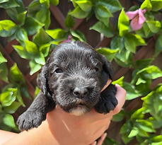 Available Australian labradoodle puppy in Anaheim