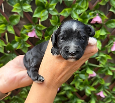 Available Australian labradoodle puppy in Orange County