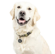 English cream golden retriever sitting
