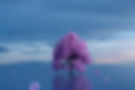 cherry-blossoms-g9ab4f9e84_1920.jpg