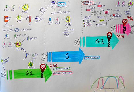 Cell-Cycle-Animation-Cristina-Sala-Ripol