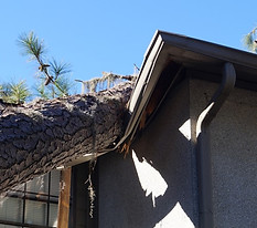 Tree fallen onto a house
