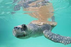 Kemp's Ridley Sea Turtle.jpg