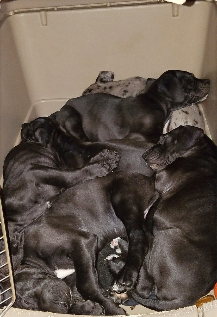 puppy pile_edited.jpg