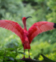 Red Ibis