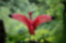 Ibis rouge