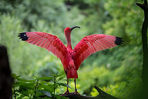 Ibis rouge