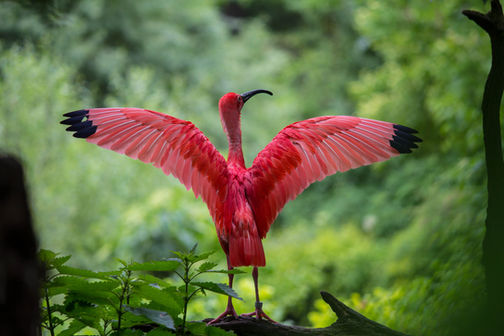 Red Ibis