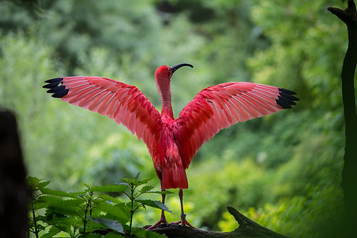 Red Ibis