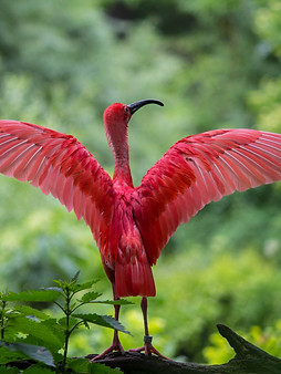 Red Ibis