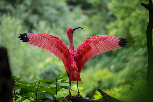 Roter Ibis