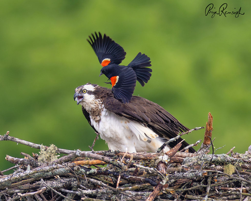 Bird Photography with Priya Ramsingh