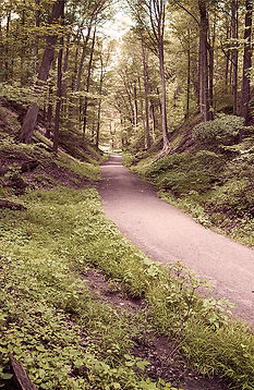 Paul Simon photograph of a trail in the woods.