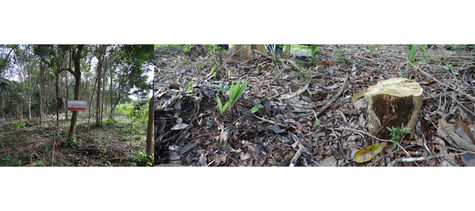 CLAUSURA PROFEPA PREDIO POR REMOCIÓN ILEGAL DE VEGETACIÓN FORESTAL EN EL EJIDO “LAGUNA OM” EN QUINTA