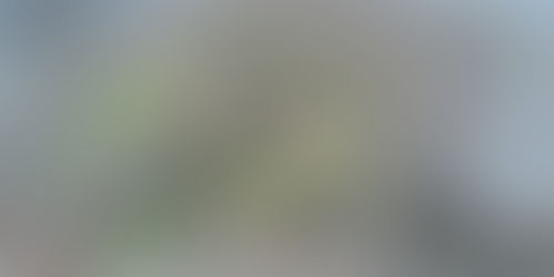 ASEGURA PROFEPA 535 AVES SILVESTRES QUE PRETENDÍAN SER VENDIDAS ILEGALMENTE EN IZTAPALAPA