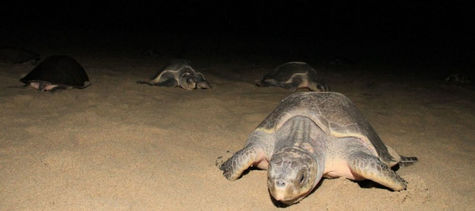 COORDINAN PROFEPA Y CONANP ESFUERZOS PARA DETERMINAR MORTANDAD DE TORTUGAS MARINAS EN PLAYAS DE GUER