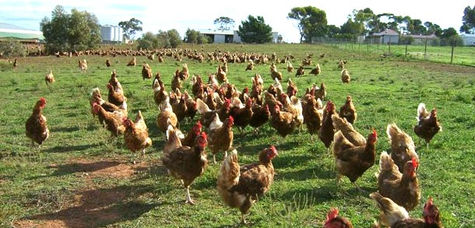 Influenza A(H1N1) que afecta a humanos no es igual a la de especies pecuarias: SENASICA