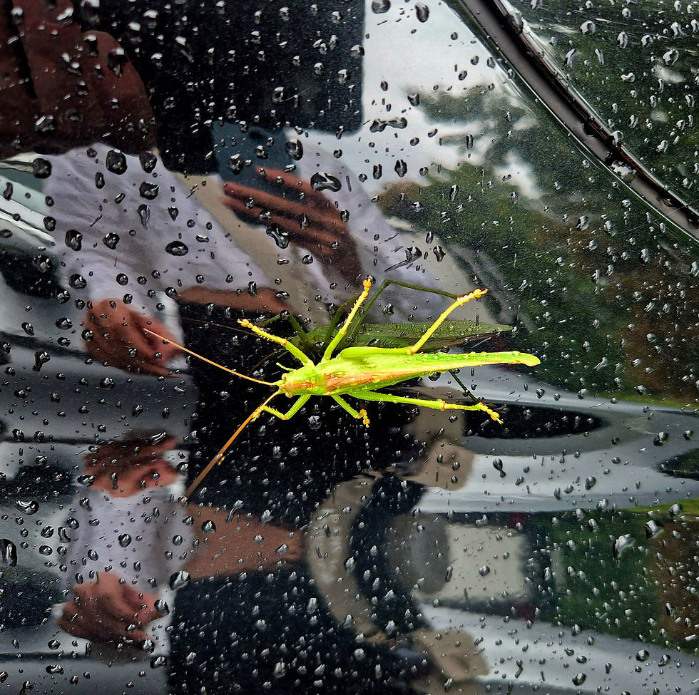 Graszhauser's reflection through a car's window that multiplies beneath a grasshopper.