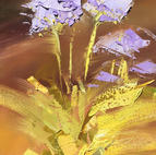 Florecieron Agapanthus