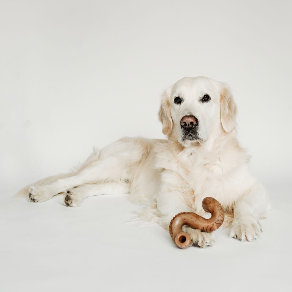 Miniature : TRIPE BONE