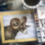 Bighorn sheep
