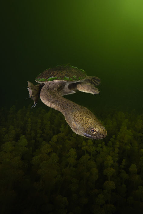 Underwater photography, Australian wildlife photographer, Long necked turtle, South-West, Western Australia 
