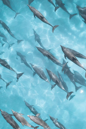 Bottlenose Dolphins, Ningaloo Reef 