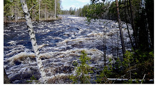 The river from the forest.jpeg